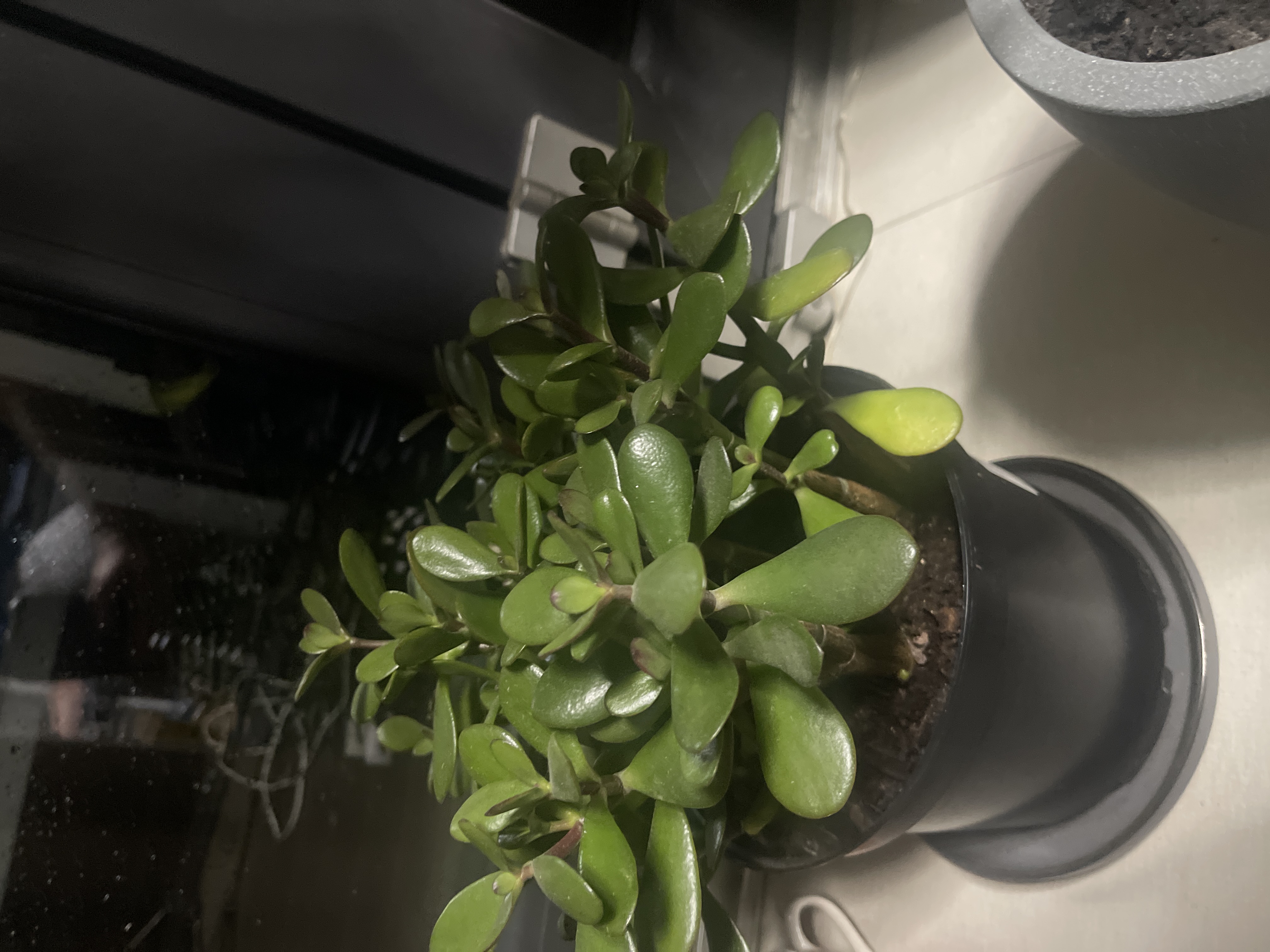 Thriving Jade Beauty in Full Glory!