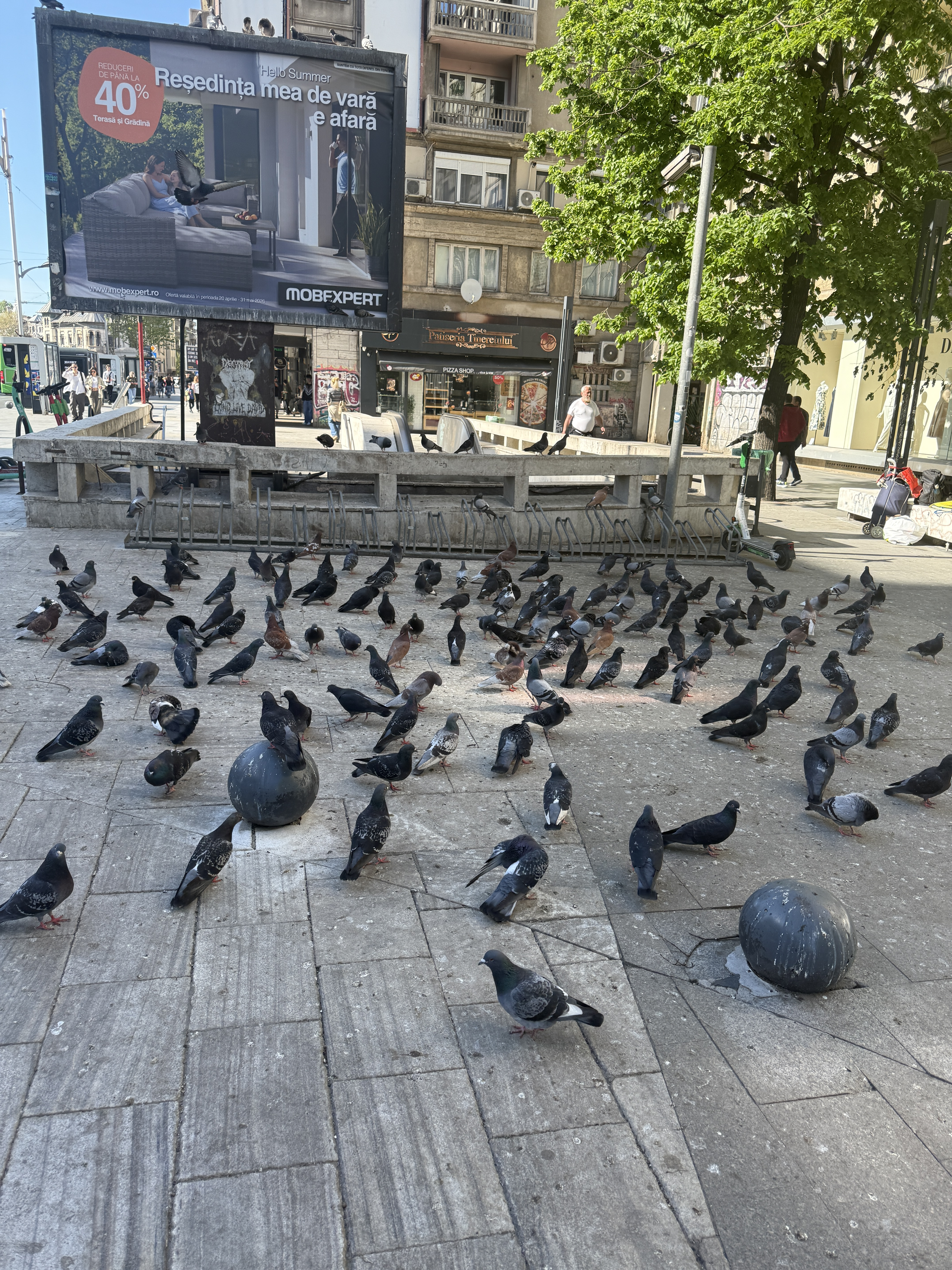 Urban Pigeon Flock Captured in Busy City Square