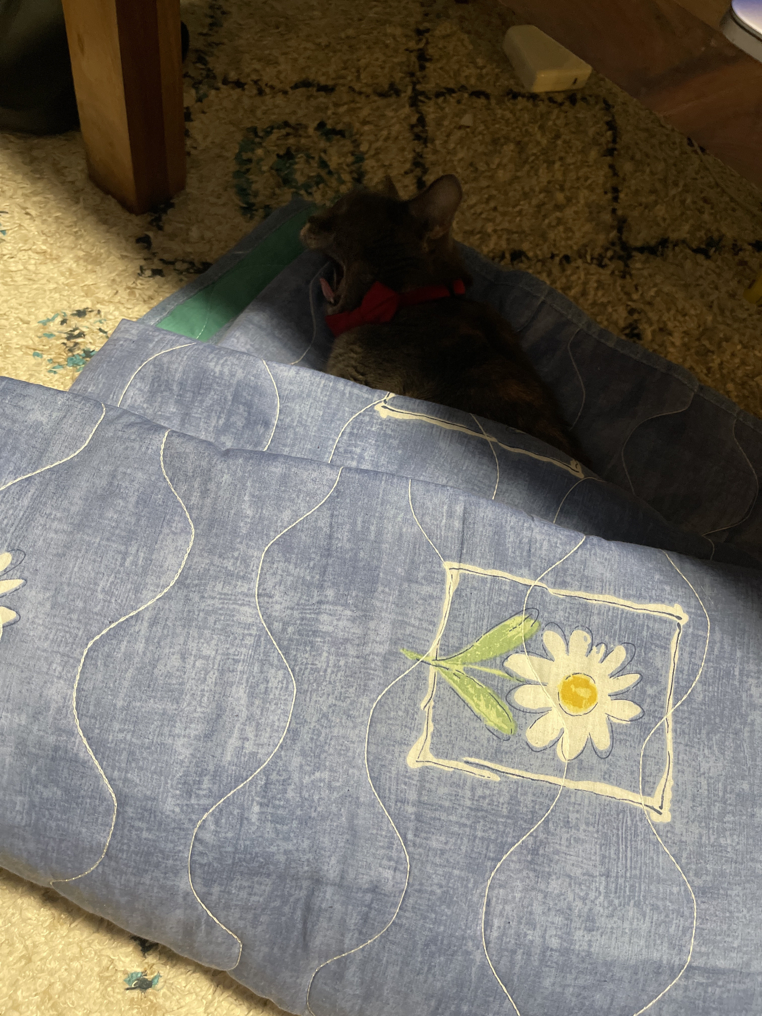 Sleek Black Cat Claims Decorative Cushion Territory