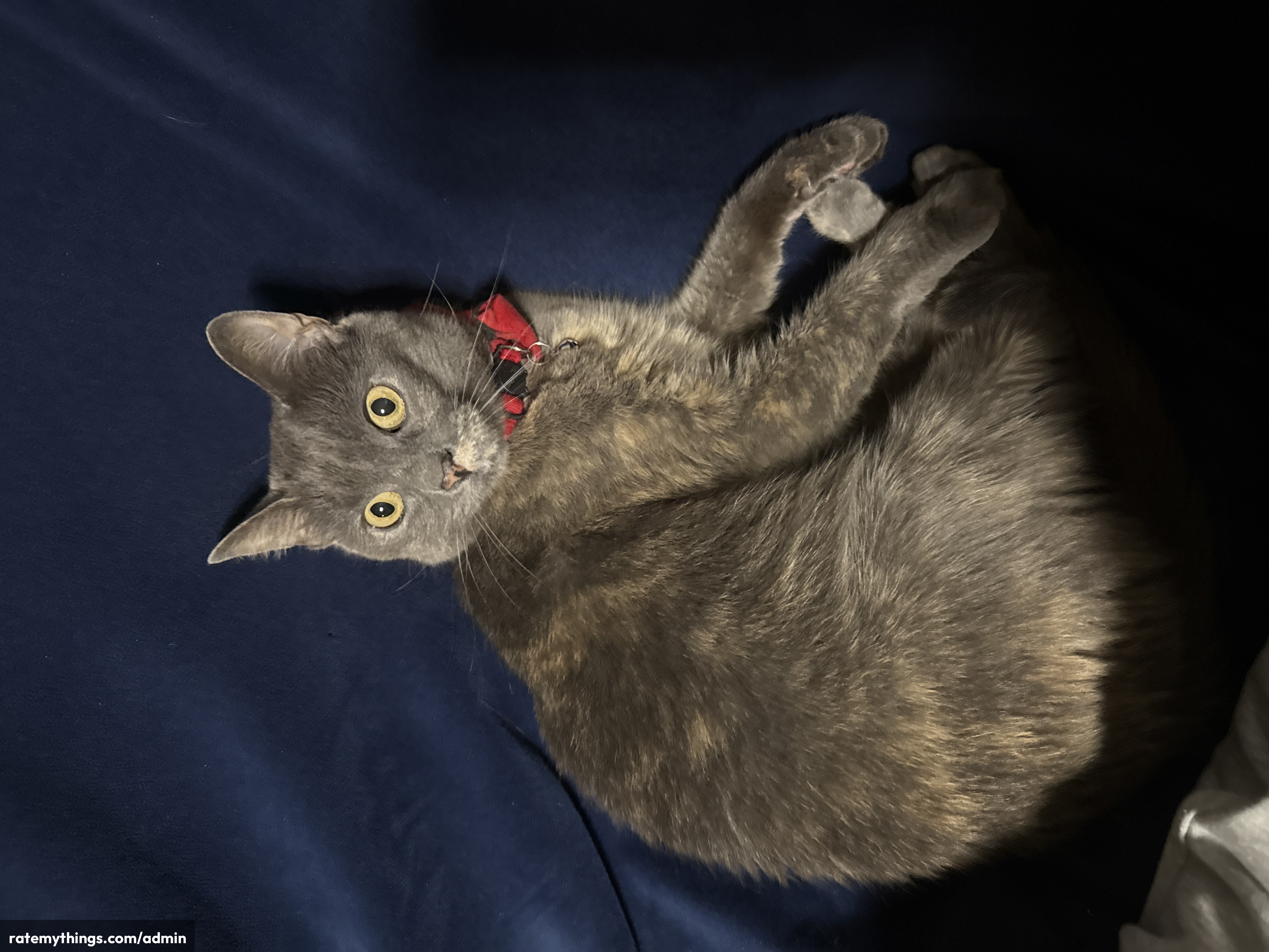 Charming Gray Beauty Shows Off Playful Side Beautifully