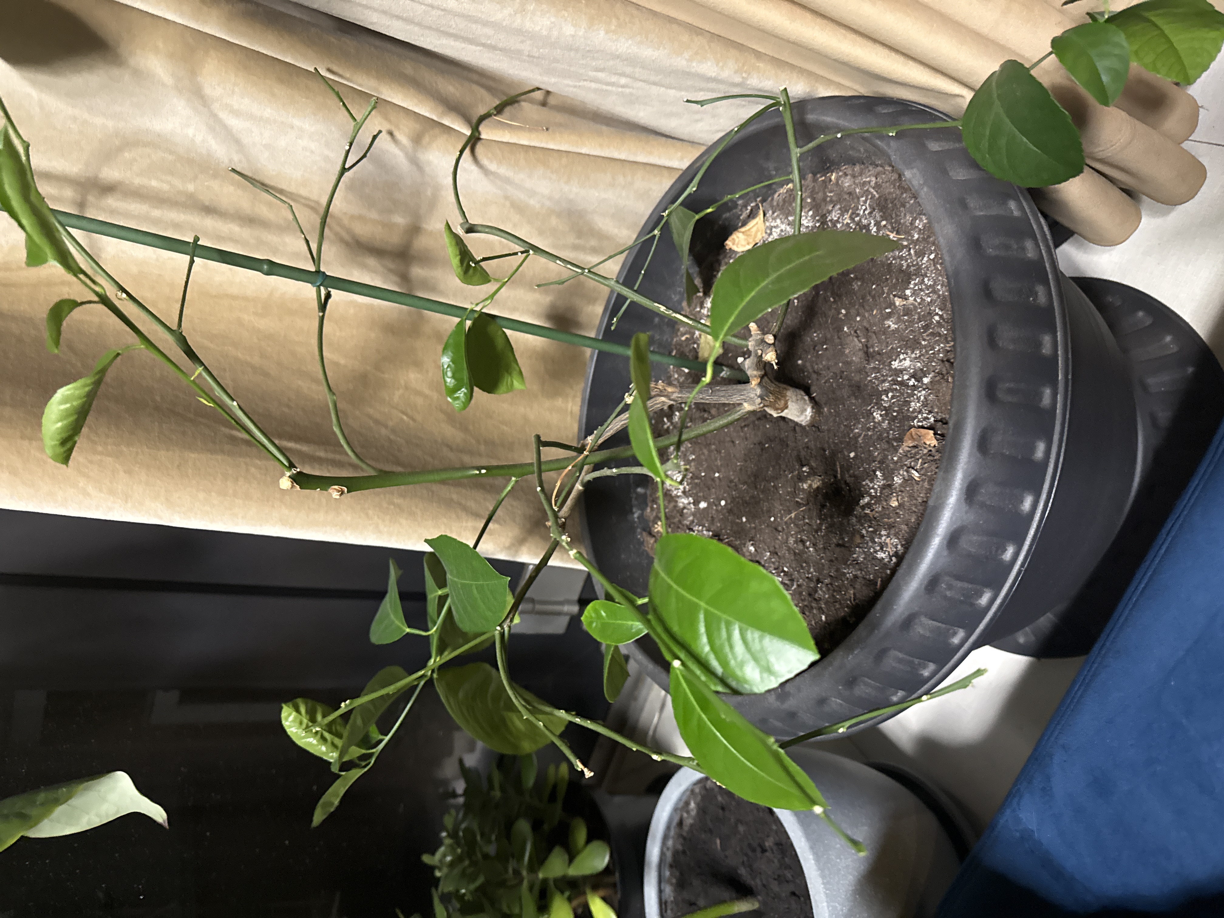 Leggy But Full of Potential!