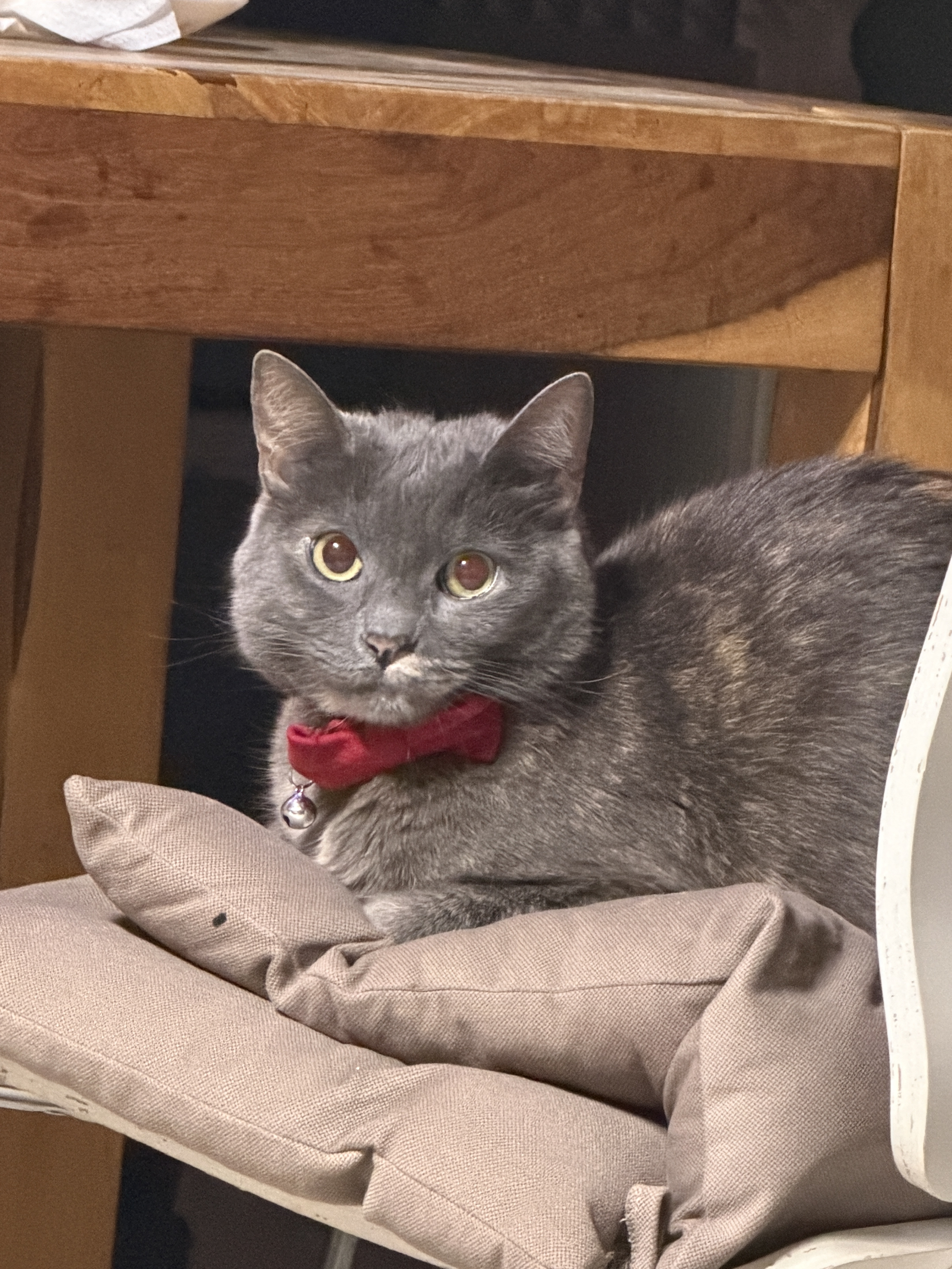 Sophisticated Gray Beauty Absolutely Works That Red Bow Tie